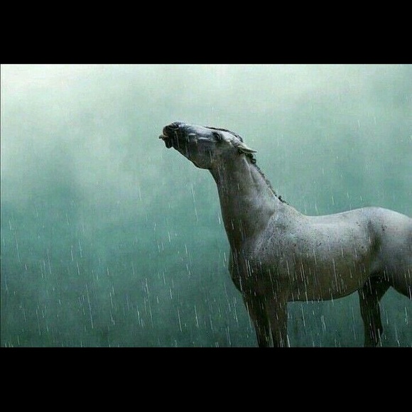 Meet your Posher, Liz - Picture 7 of 7